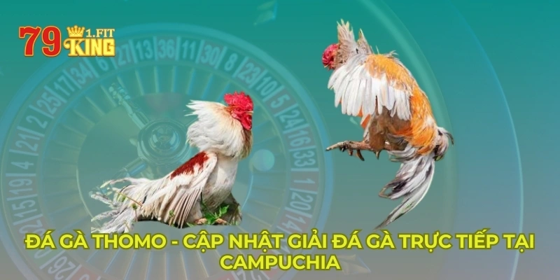 Đá gà Thomo - Trực tiếp các giải đá gà Campuchia hot nhất