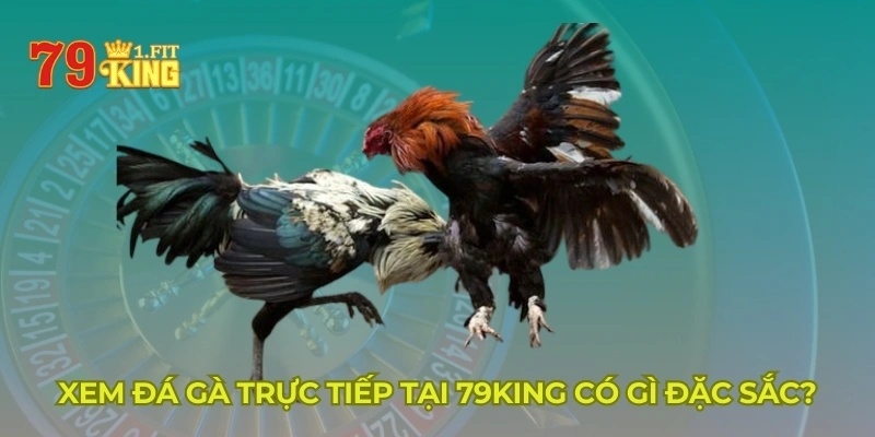 Xem đá gà trực tiếp tại 79KING có gì đặc sắc?