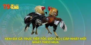 Xem đá gà trực tiếp | Cập nhật mới nhất theo mùa giải