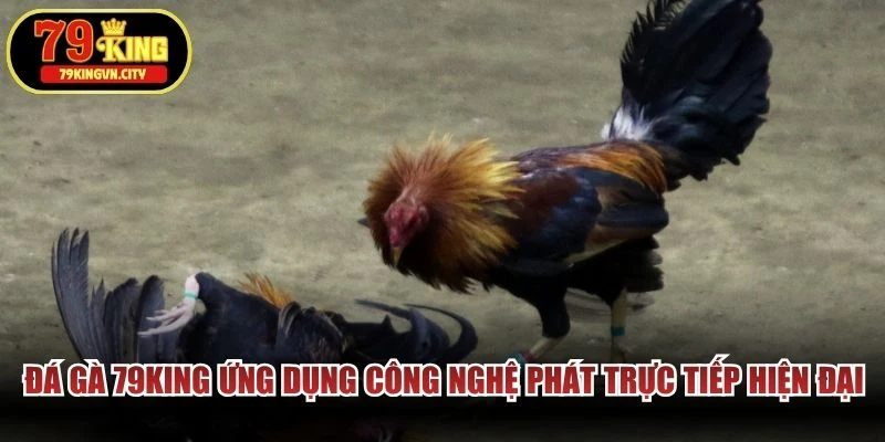 Đá gà 79KING ứng dụng công nghệ phát trực tiếp hiện đại
